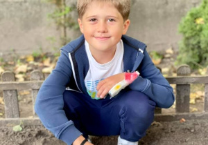 Franek sadzi cebulkę tulipana.