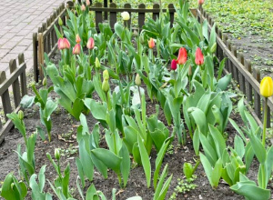 Szkolne tulipany w rozkwicie