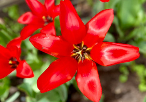 Tulipan przykuwa uwagę swoim pięknym czerwonym kolorem.