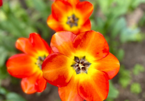 Pomarańczowo-żółte tulipany.