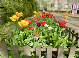 Szkolne tulipany