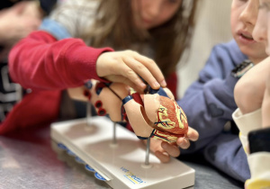 Dziewczynki oglądają model 3D psiego serca.