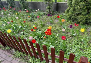 Tulipany w pełnej krasie.