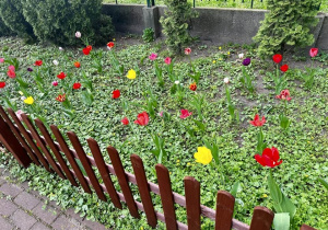 Tulipany w pełnej krasie.