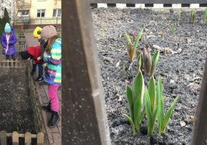Uczniowie pielą ogródek kwiatowy. 