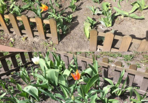 Kwitnące tulipany.