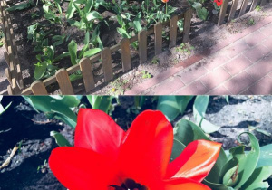 Kwitnące tulipany.