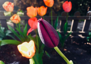 Fioletowy tulipan zachwyca pięknym kolorem.