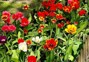 Kolorowe tulipany w szkolnym ogródku.