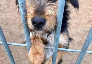 Lucky - pies Pani Kasi. Adoptowany ze schroniska w Celestynowie w 2017 roku.