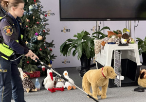 Strażniczka pokazuje samozaciskającą się pętlę do łapania psów bojących się i wykazujących agresję lękową.